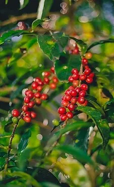 Ripe red coffee cherry on the branch, Ethiopia