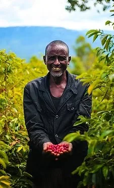 Farmer holding freshly picked coffee cherry, Ethiopia