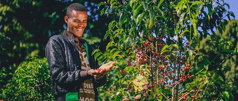 Farmers hand-picking ripe coffee cherry, Ethiopia